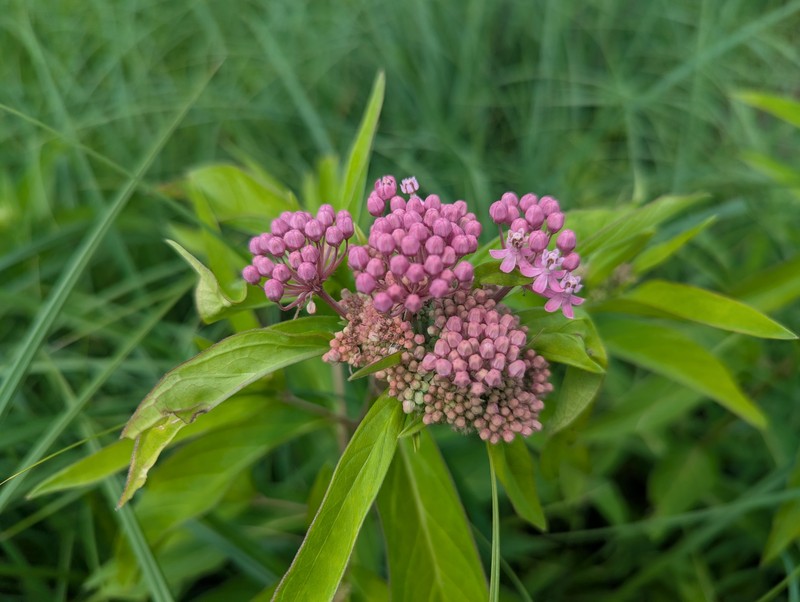Asclepias incarnata subsp. incarnata photo 8