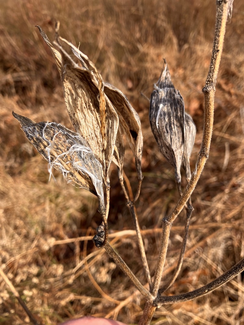 Asclepias incarnata subsp. pulchra
