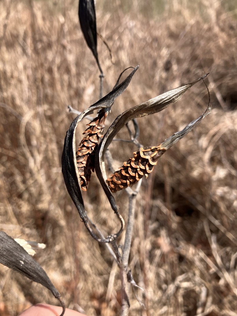 Asclepias incarnata subsp. pulchra photo 3