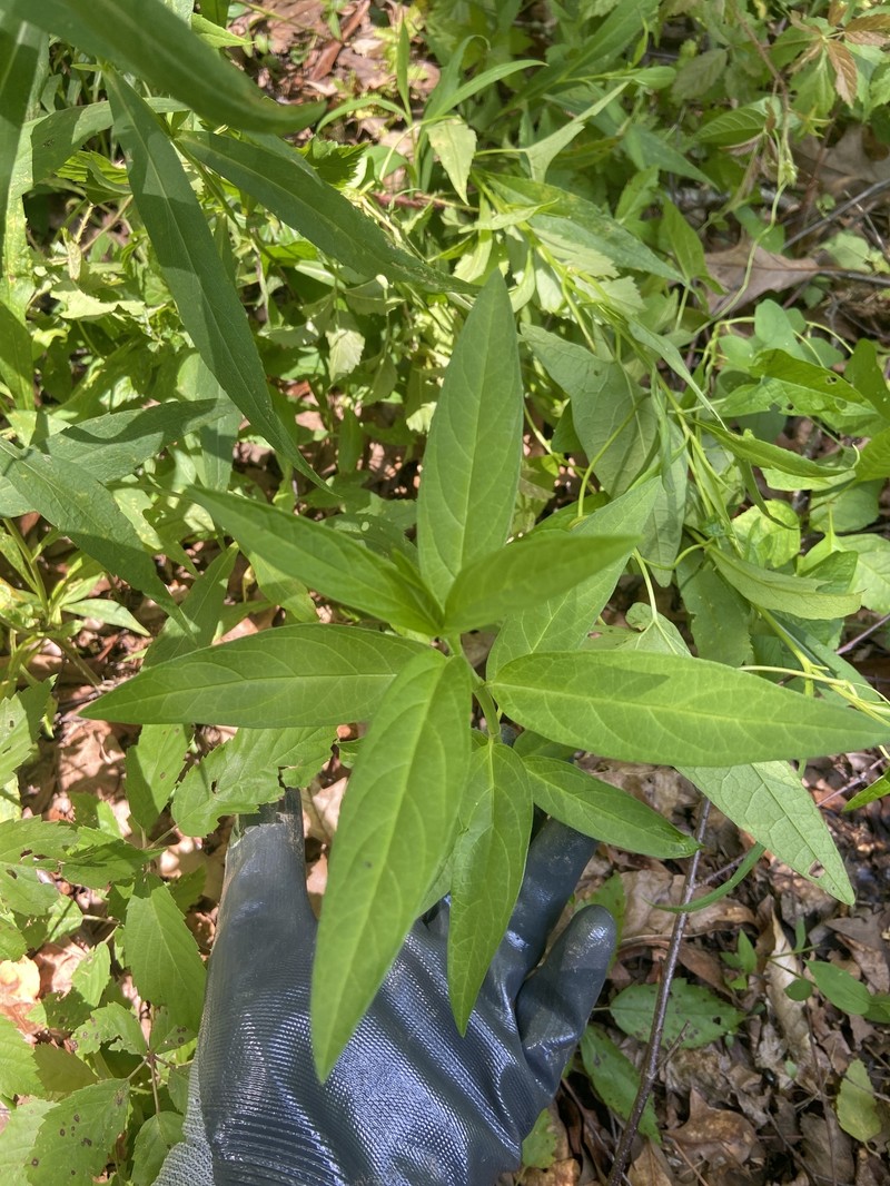 Asclepias incarnata subsp. pulchra photo 4