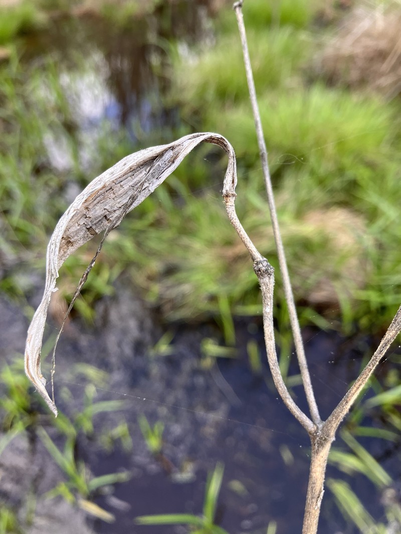 Asclepias incarnata subsp. pulchra photo 5