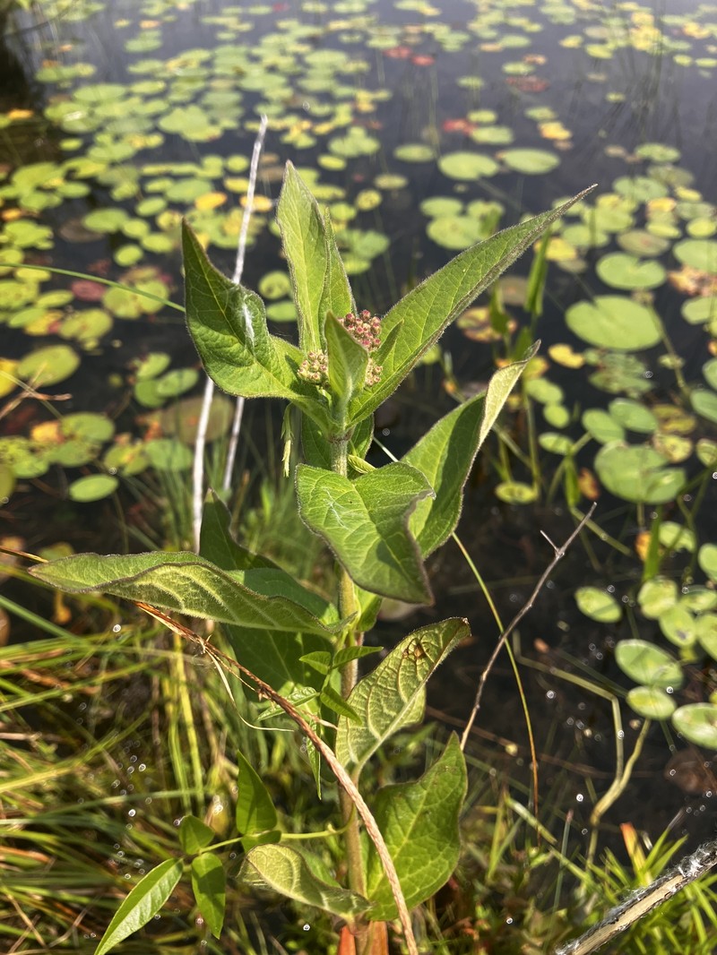 Asclepias incarnata subsp. pulchra photo 6