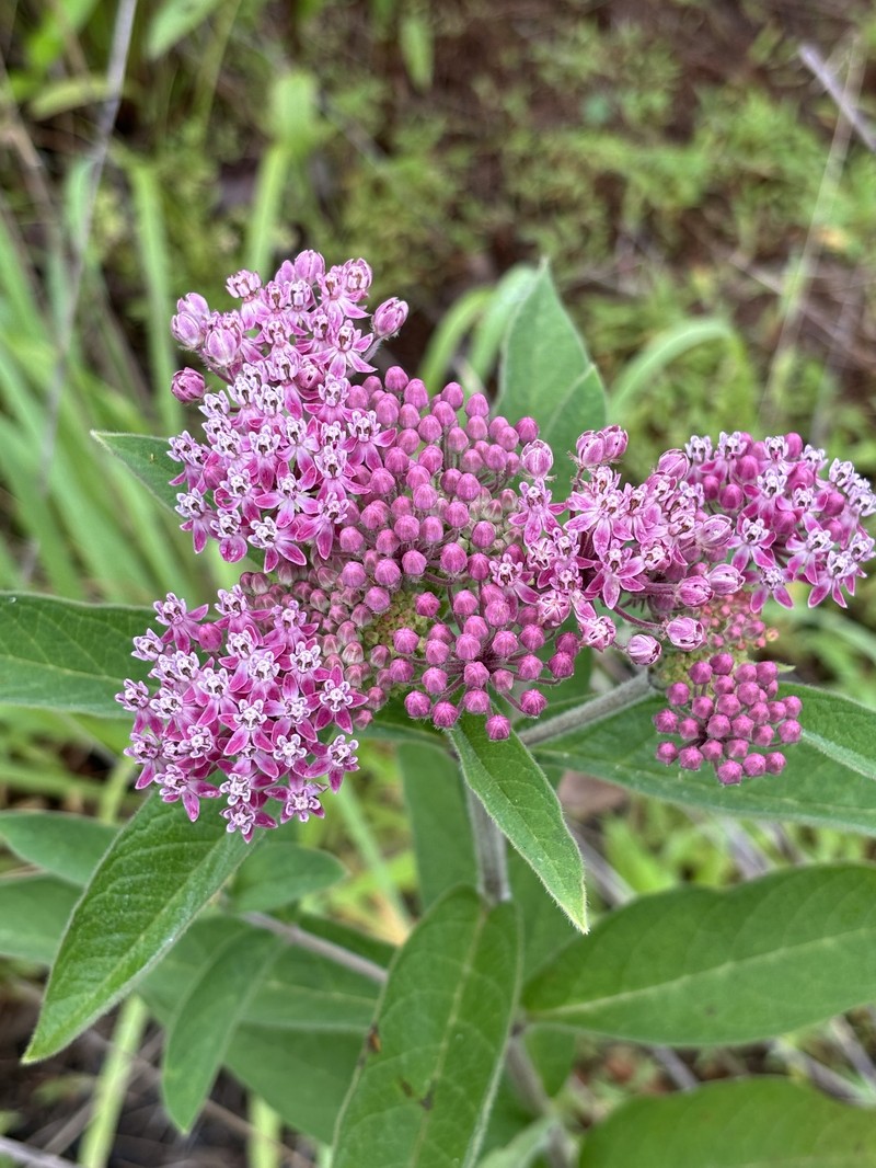 Asclepias incarnata subsp. pulchra photo 7