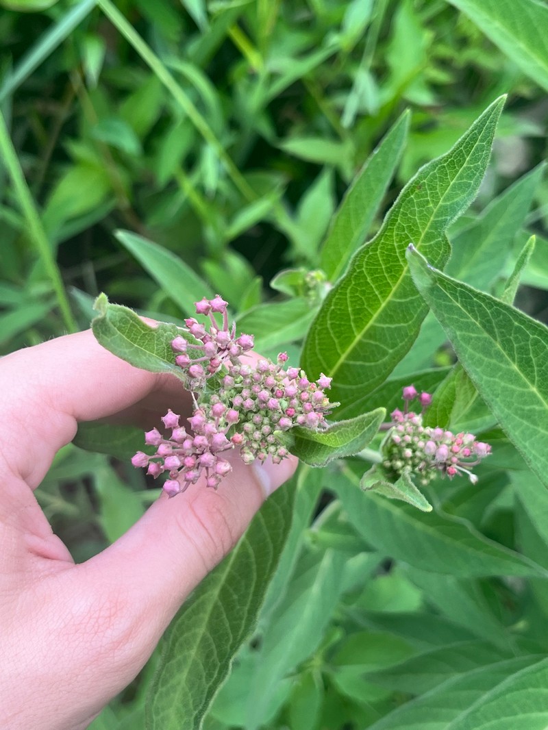 Asclepias incarnata subsp. pulchra photo 8