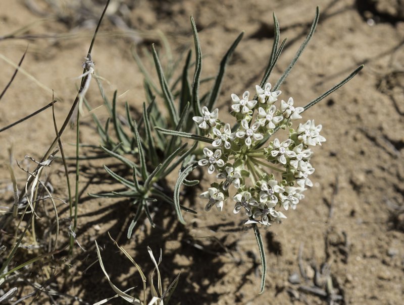 Dwarf Milkweed