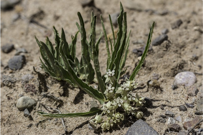 Dwarf Milkweed photo 2