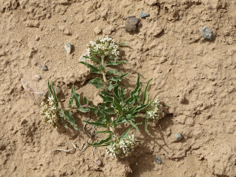 Dwarf Milkweed photo 3