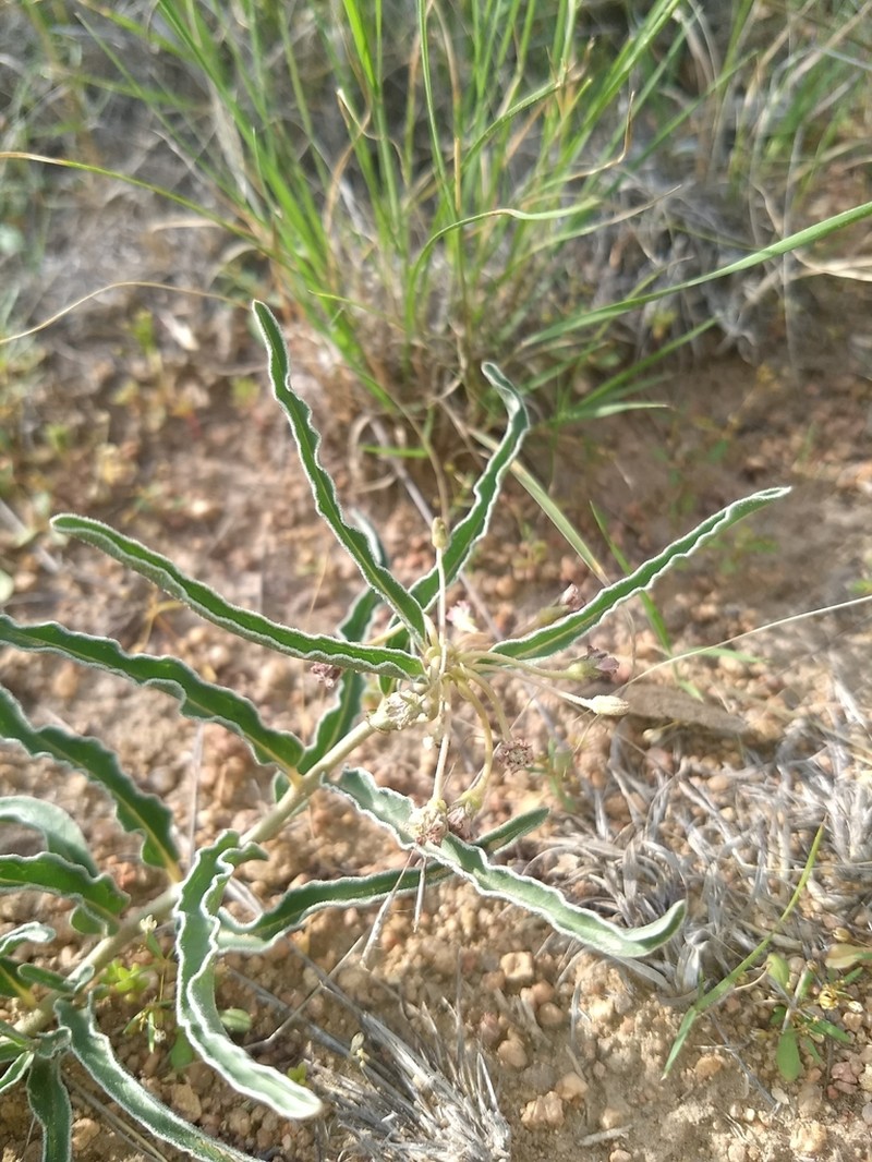 Dwarf Milkweed photo 4