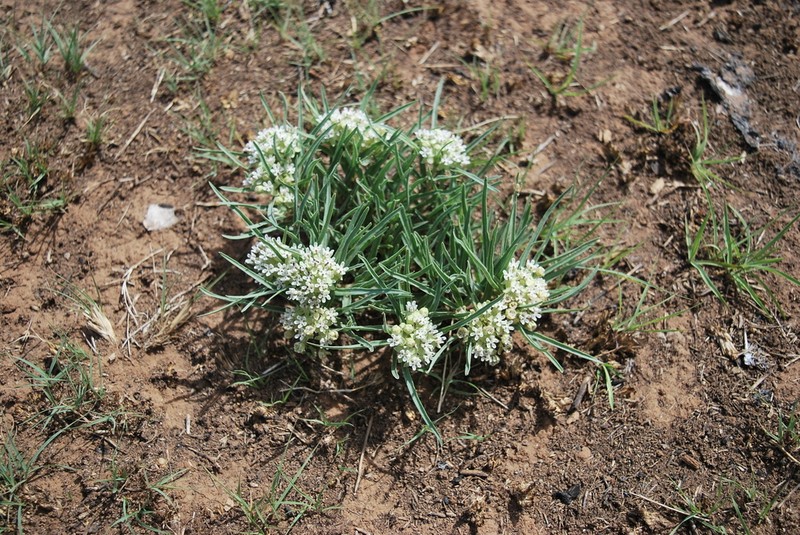 Dwarf Milkweed photo 5