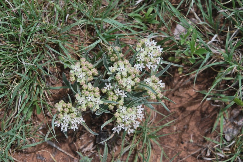 Dwarf Milkweed photo 6