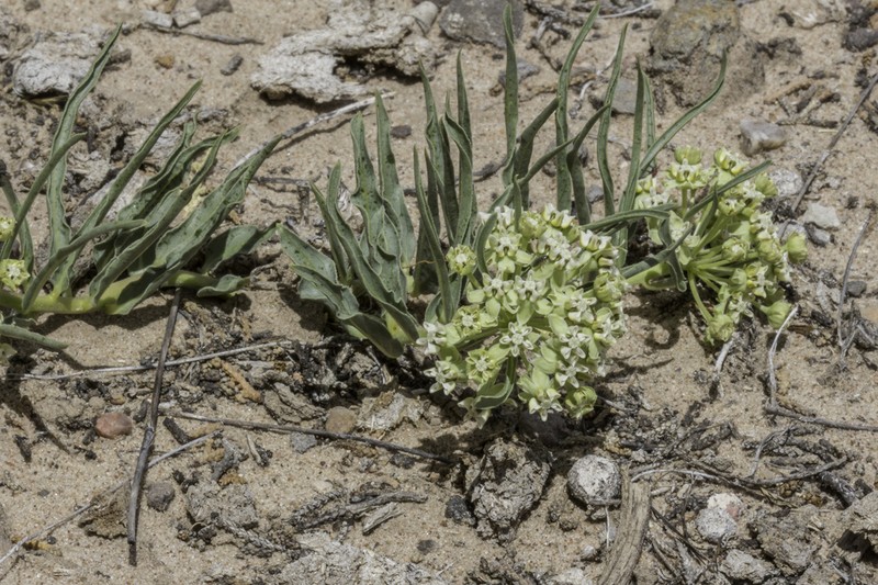 Dwarf Milkweed photo 7