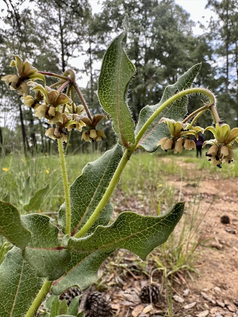 Asclepias jaliscana