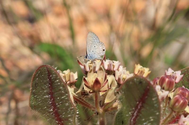 Asclepias jaliscana photo 2