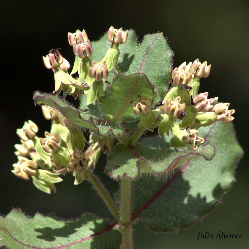 Asclepias jaliscana photo 3