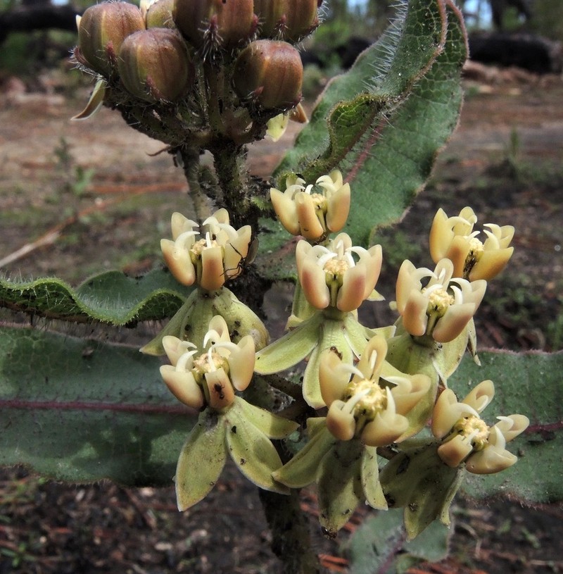 Asclepias jaliscana photo 4