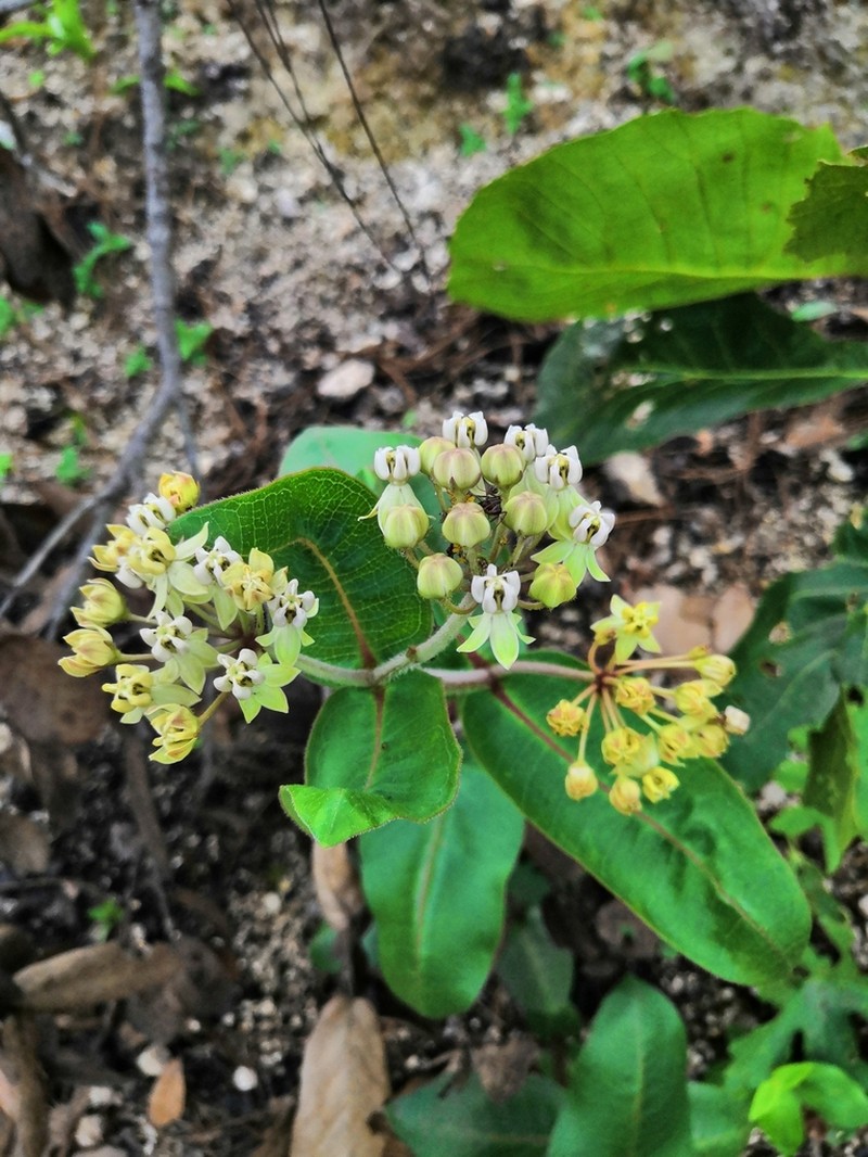 Asclepias jaliscana photo 5