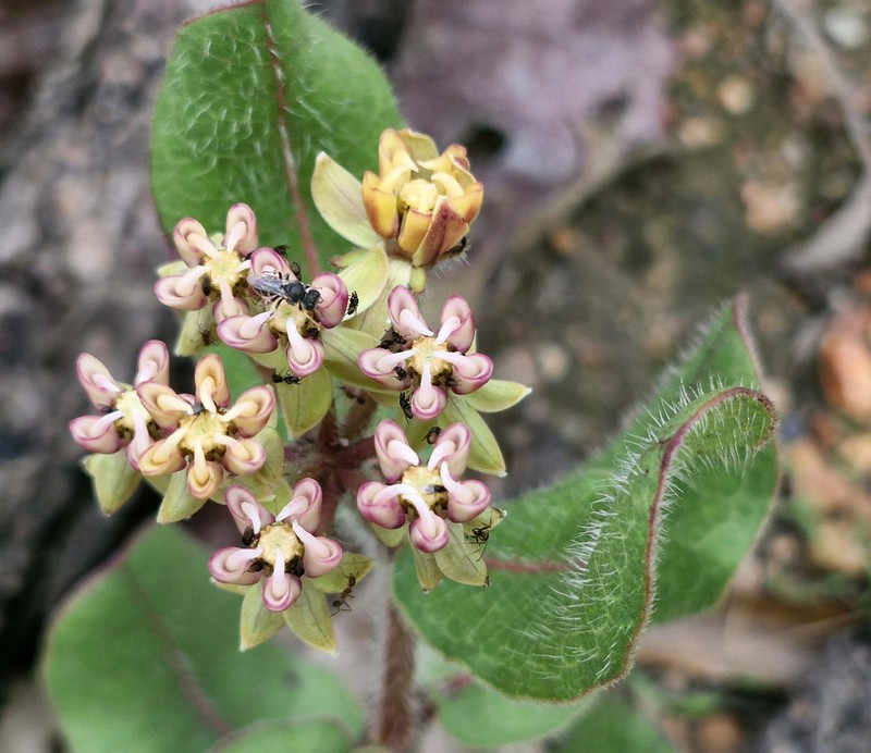 Asclepias jaliscana photo 6