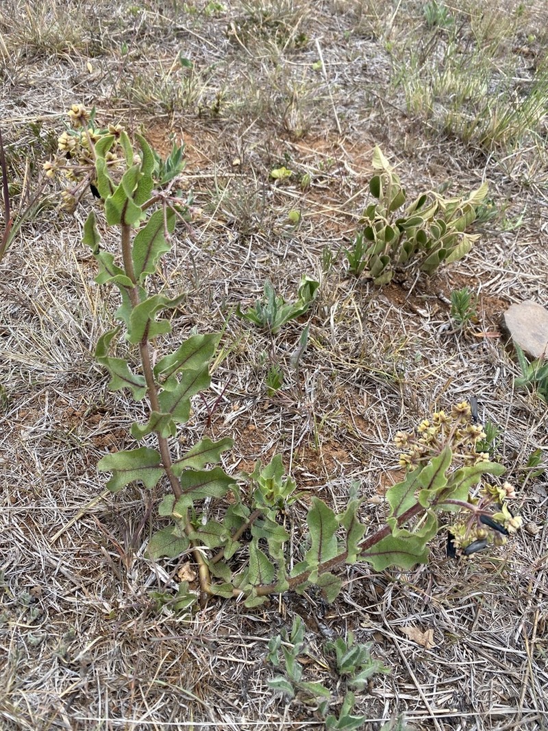 Asclepias jaliscana photo 7
