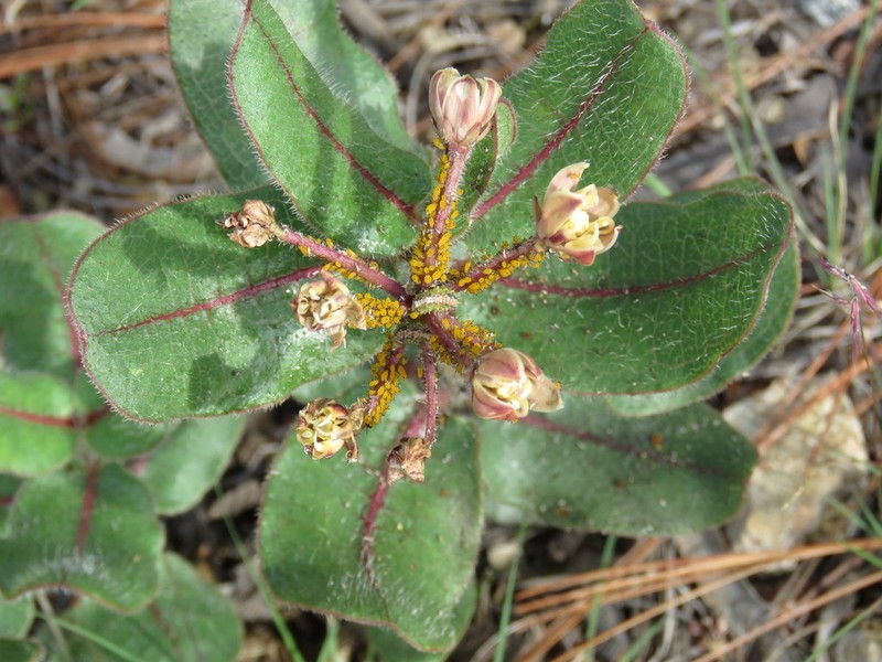 Asclepias jaliscana photo 8