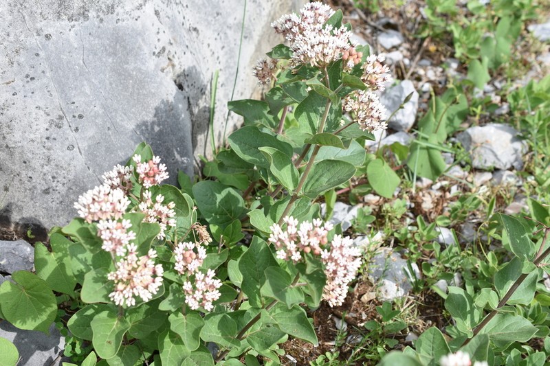 Asclepias jorgeana