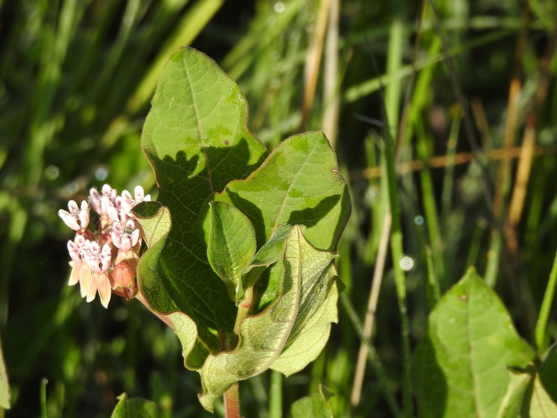 Asclepias jorgeana photo 2