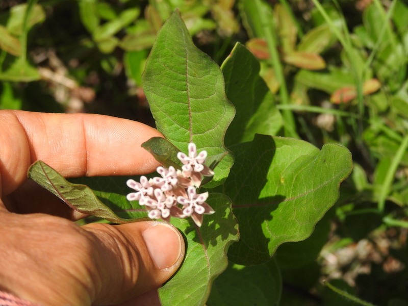 Asclepias jorgeana photo 3