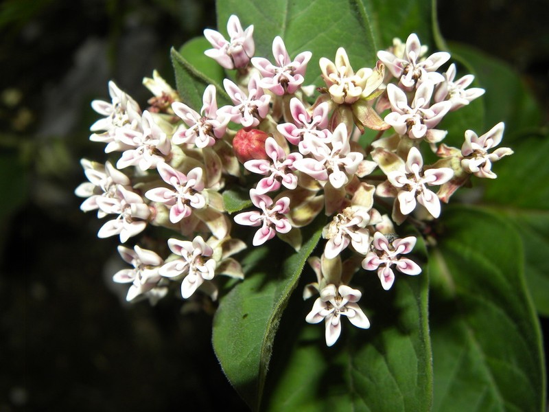 Asclepias jorgeana photo 4