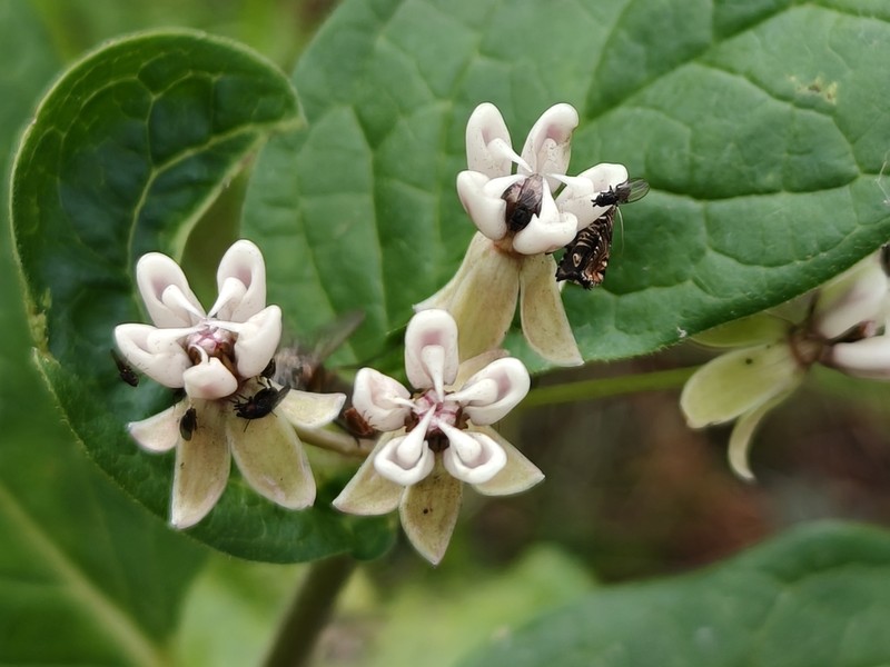 Asclepias jorgeana photo 5