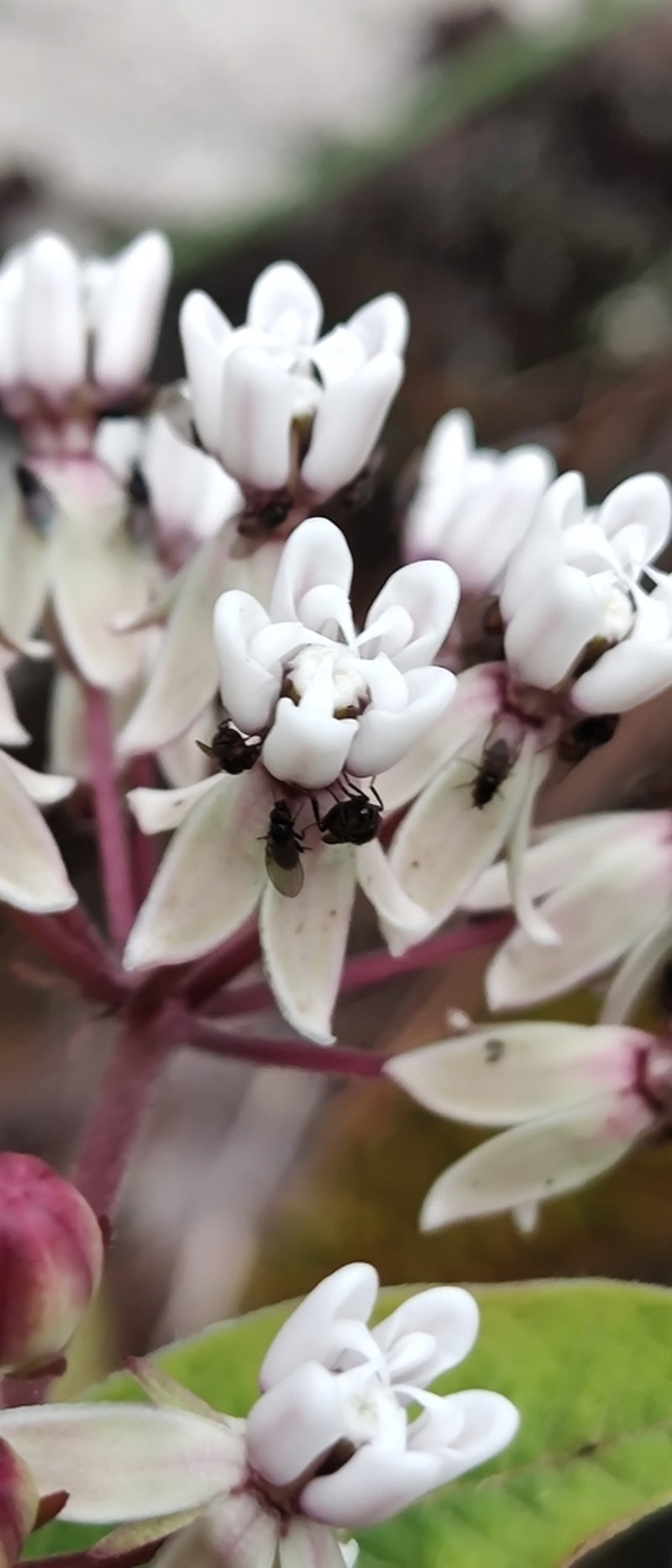 Asclepias jorgeana photo 6