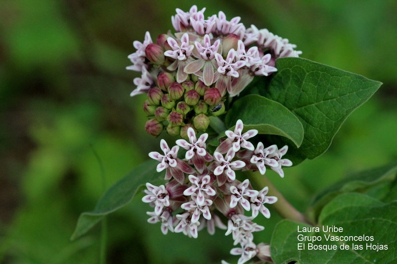 Asclepias jorgeana photo 7