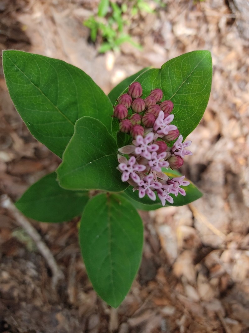Asclepias jorgeana photo 8