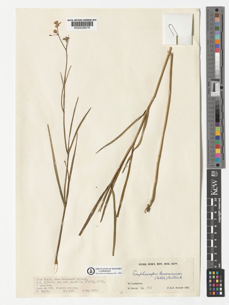 Asclepias kamerunensis