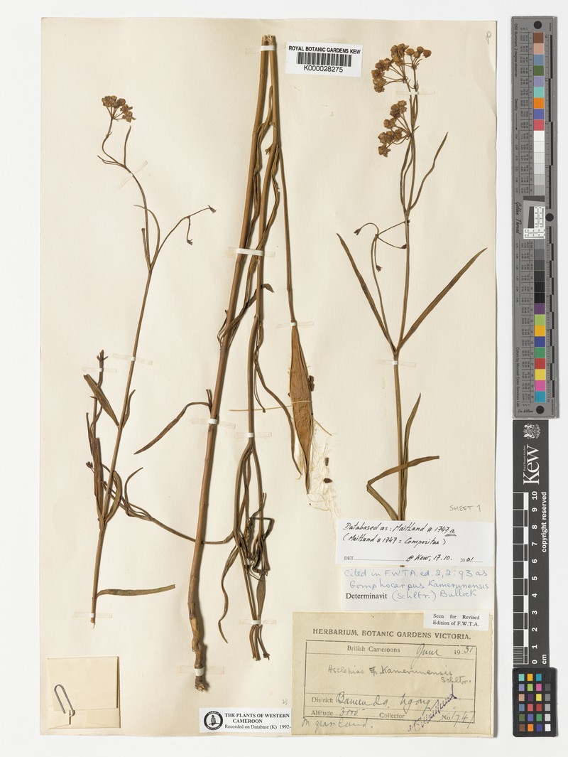 Asclepias kamerunensis photo 2