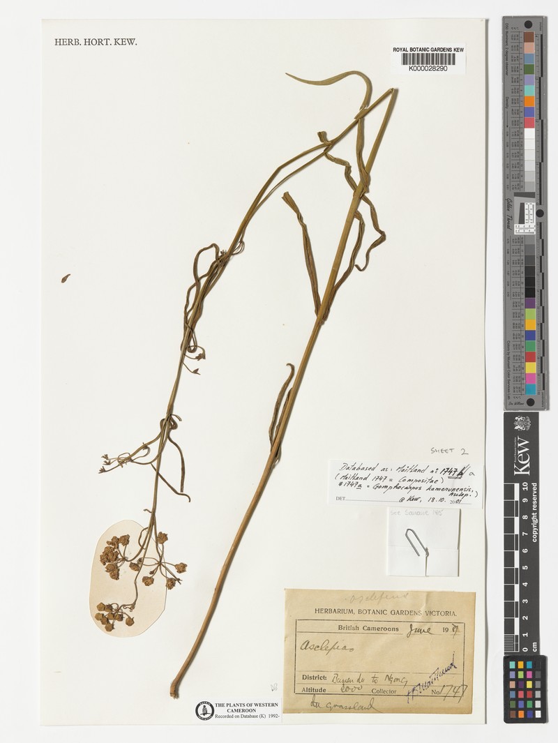 Asclepias kamerunensis photo 3