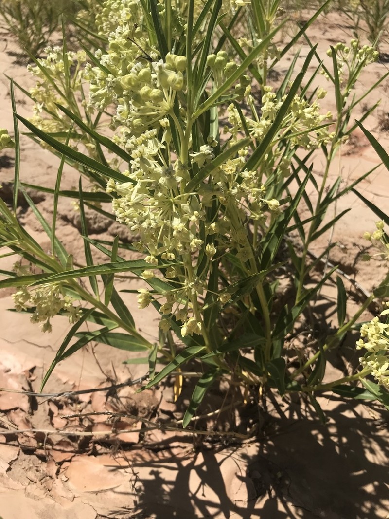 Utah Milkweed