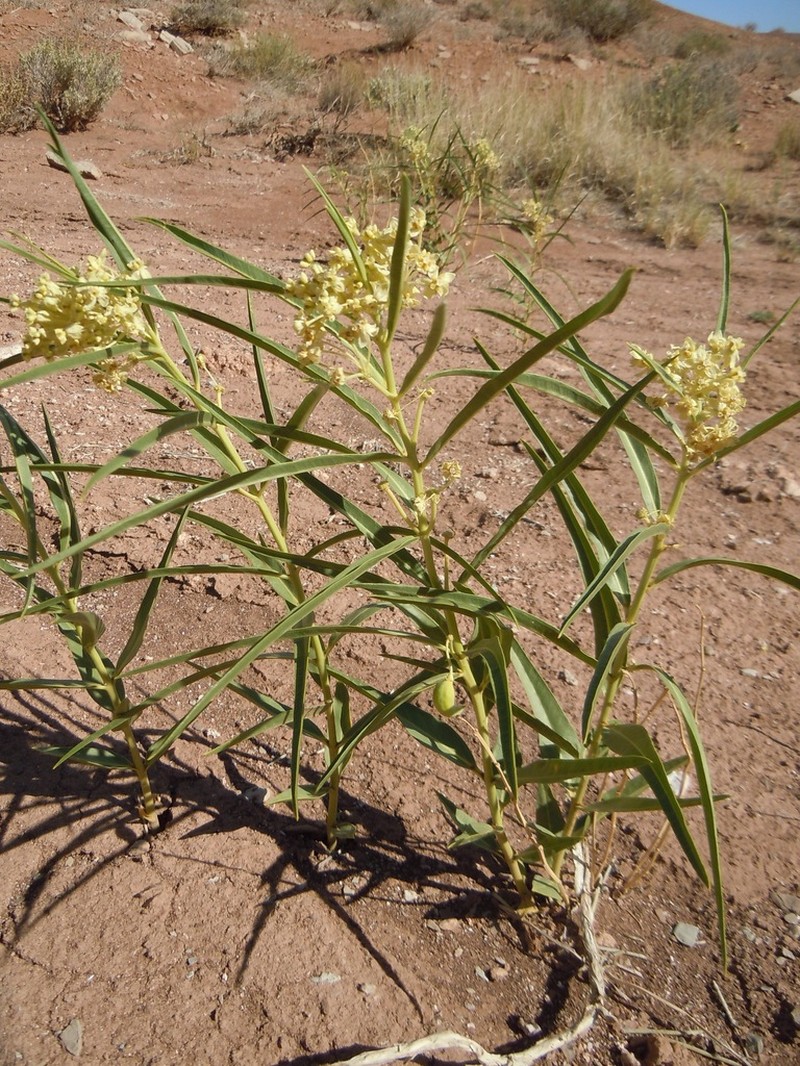 Utah Milkweed photo 2