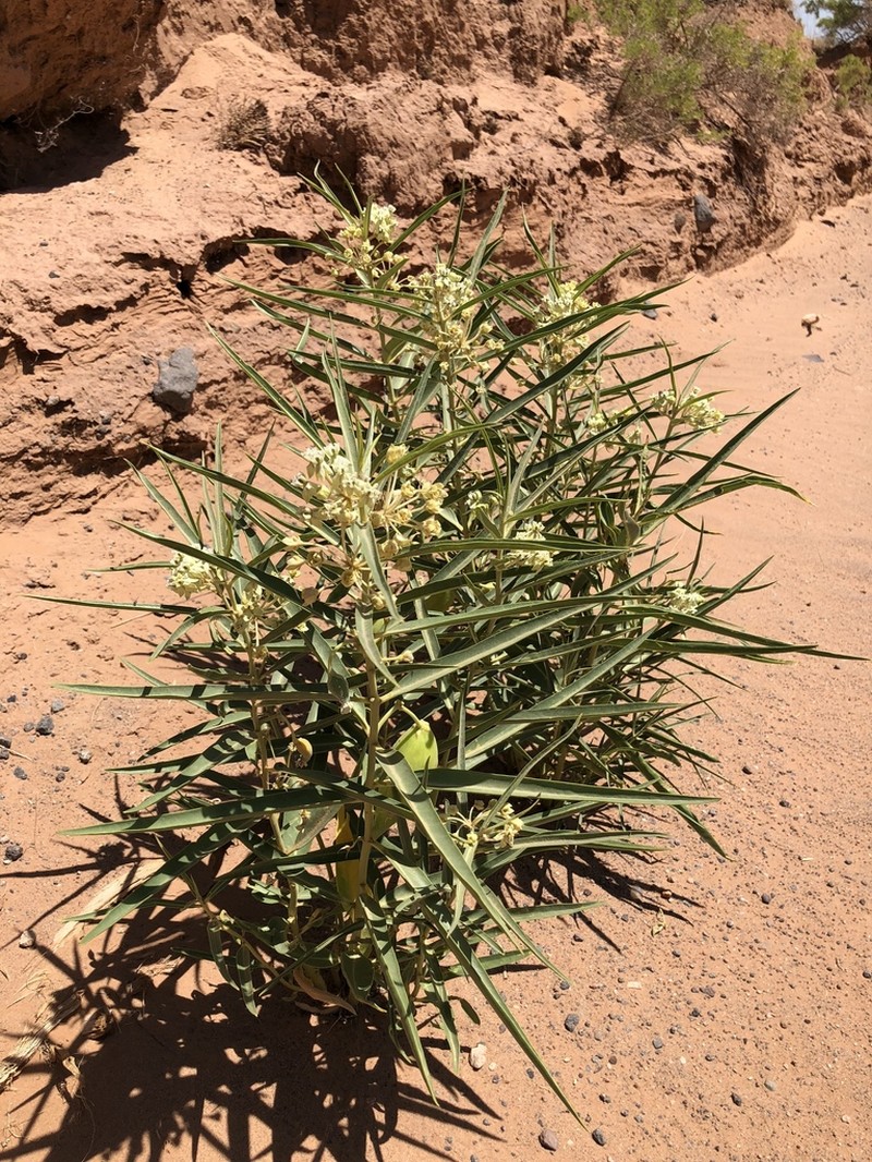 Utah Milkweed photo 4