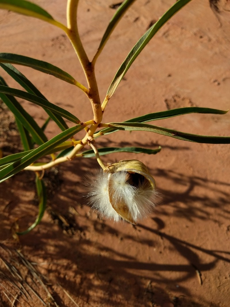 Utah Milkweed photo 5