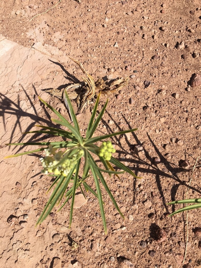 Utah Milkweed photo 6