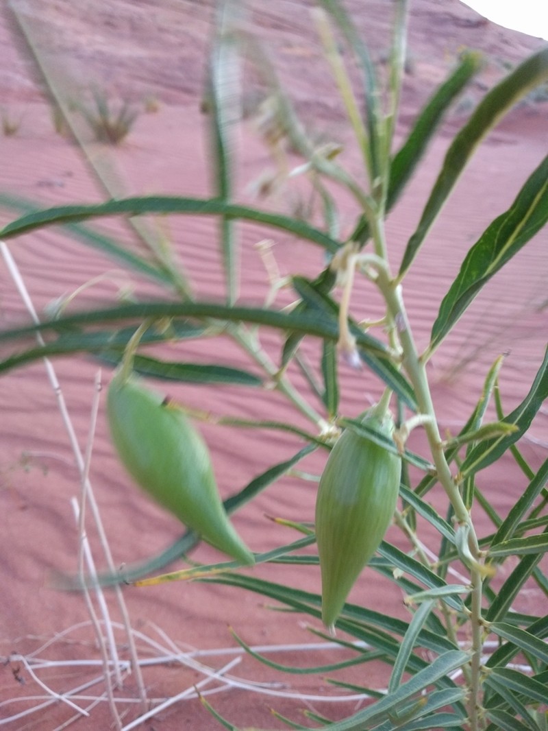 Utah Milkweed photo 7