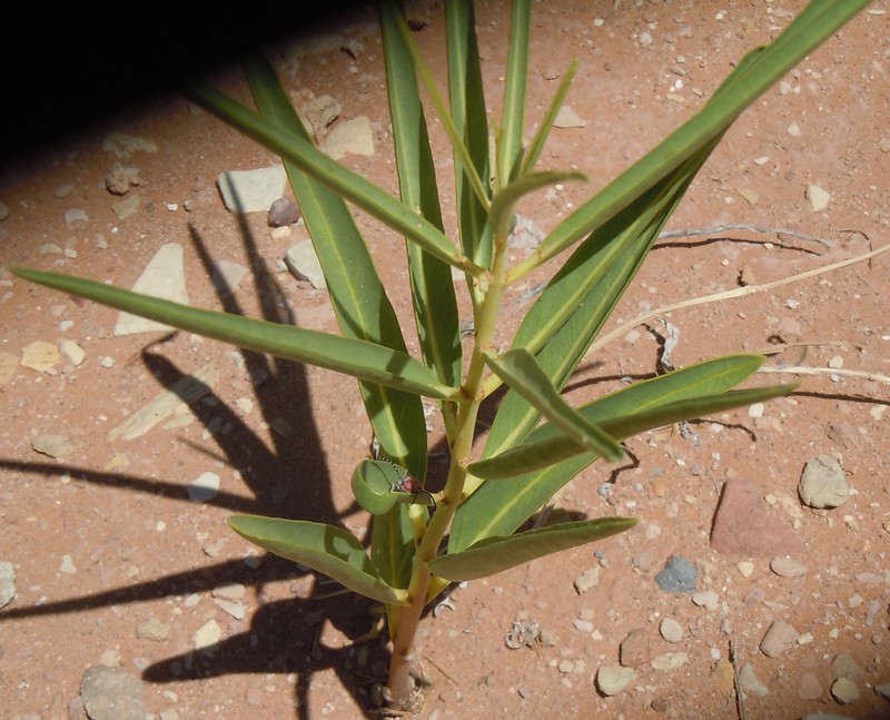 Utah Milkweed photo 8