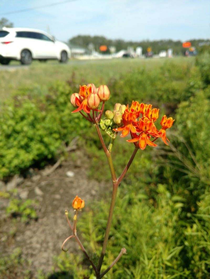 Fewflower Milkweed photo 3