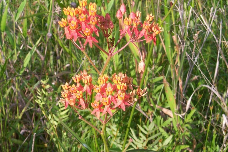 Fewflower Milkweed photo 4