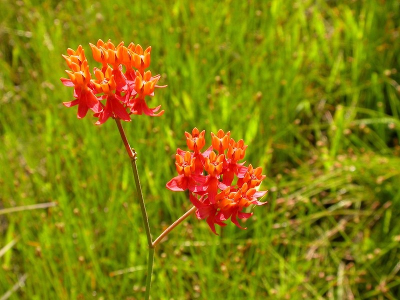 Fewflower Milkweed photo 5