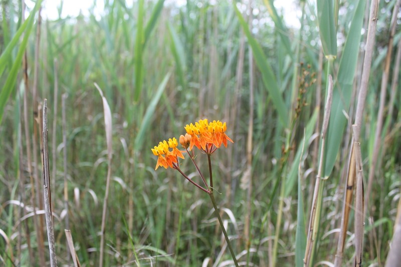 Fewflower Milkweed photo 6