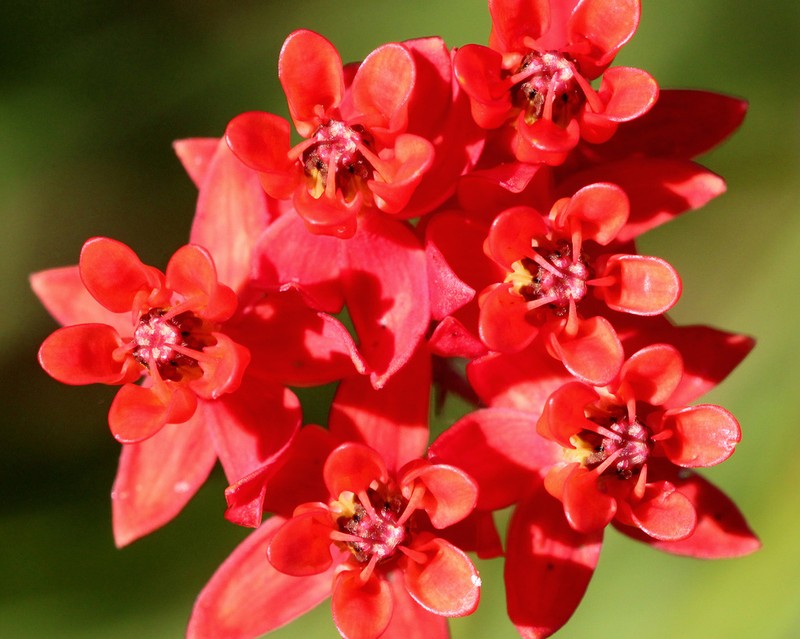 Fewflower Milkweed photo 7