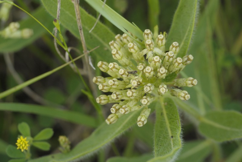 Sidecluster Milkweed photo 2