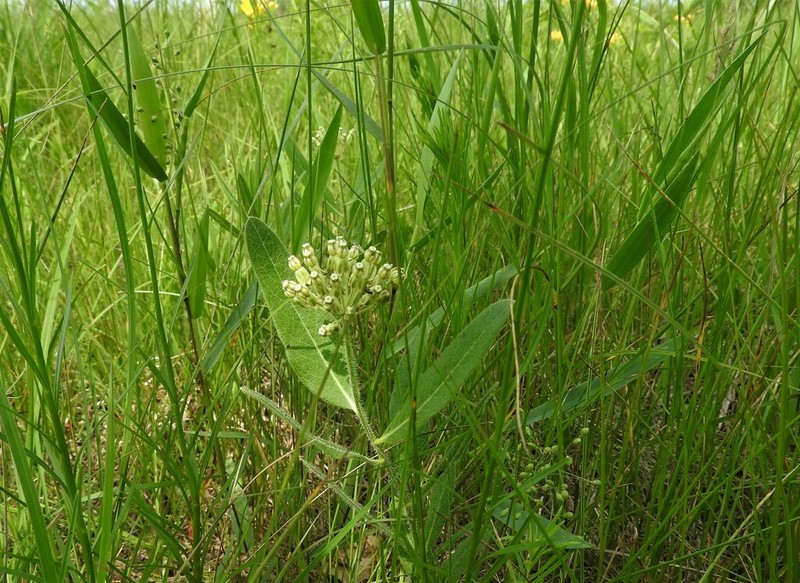 Sidecluster Milkweed photo 3