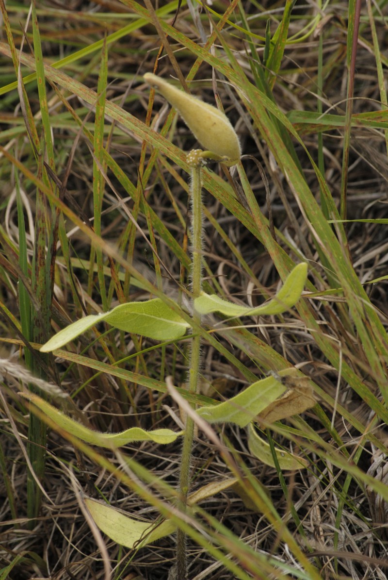 Sidecluster Milkweed photo 4