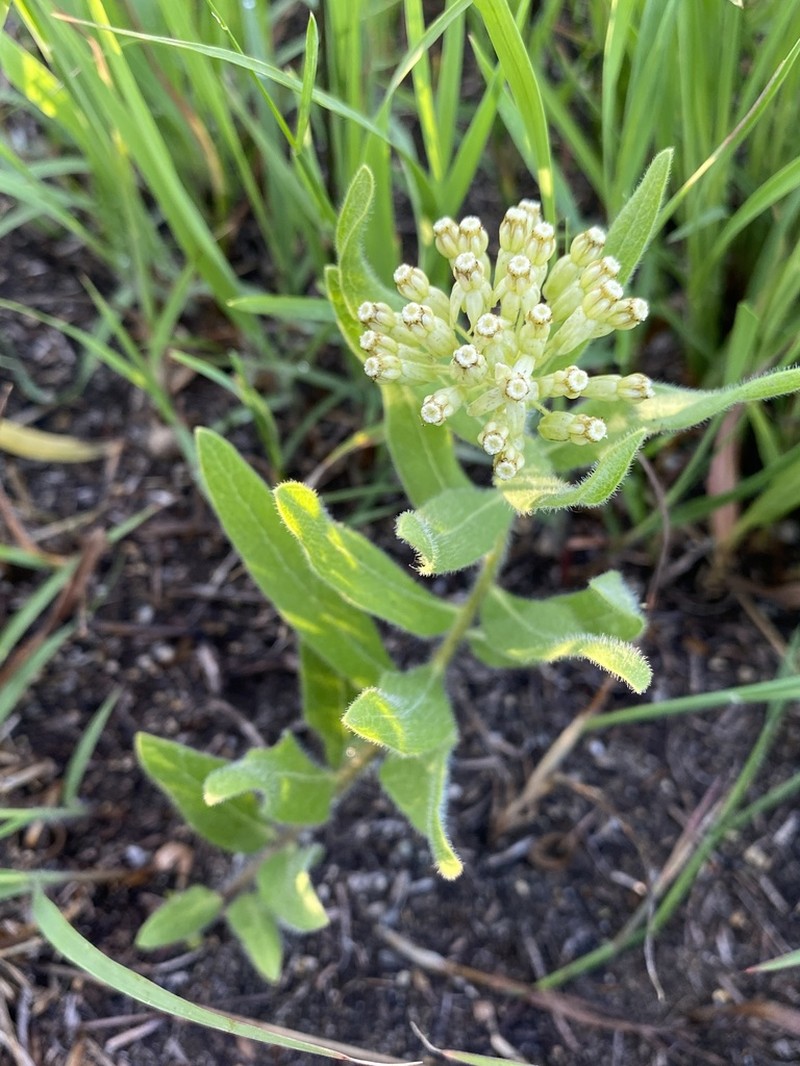 Sidecluster Milkweed photo 5